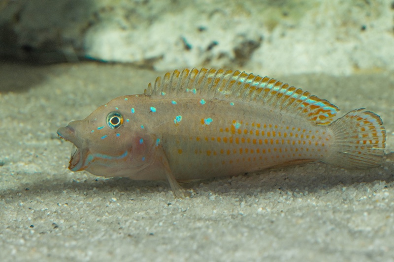 Spathodus sp. 'erythrodon north' Kigoma